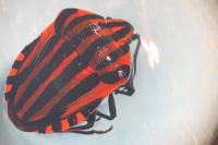 Graphosoma italicum