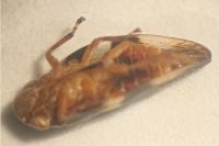 Aphrophora alni