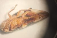 Aphrophora alni