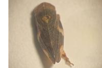 Aphrophora alni