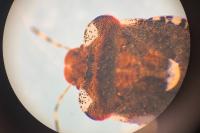 Dyroderes umbraculatus