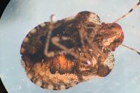 Dyroderes umbraculatus