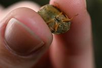 Eurygaster austriaca