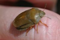 Eurygaster austriaca