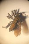 Coreus marginatus