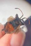 Coreus marginatus