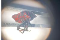 Graphosoma italicum