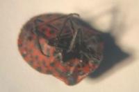 Graphosoma italicum