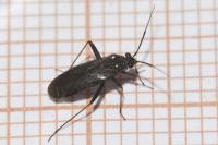Orthocephalus saltator