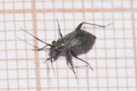 Orthocephalus saltator