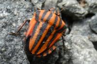 Graphosoma italicum
