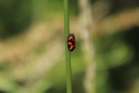 Cercopis vulnerata