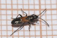 Pterotmetus staphyliniformis