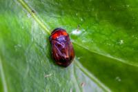 Penthimia nigra