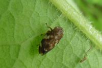 Philaenus spumarius