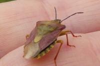 Carpocoris purpureipennis