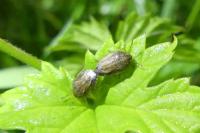 Neottiglossa leporina