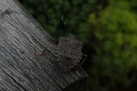 Halyomorpha halys