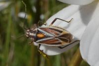 Horistus orientalis