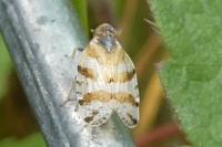 Tachycixius venustulus