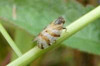 Tachycixius venustulus