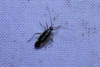 Stenotus binotatus