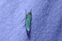 Cicadella viridis