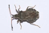 Enoplops scapha