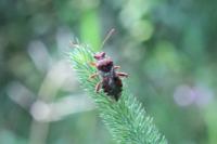 Rhopalus subrufus