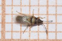 Oxycarenus pallens