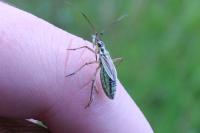 Leptopterna dolabrata
