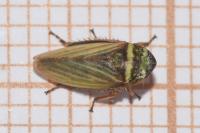 Aphrodes bicinctus