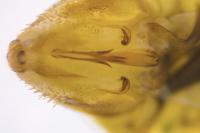 Aphrodes bicinctus