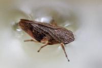Aphrophora alni