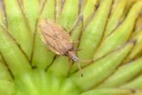 Catoplatus fabricii