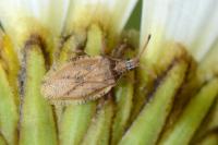 Catoplatus fabricii