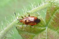 Deraeocoris ruber