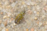 Hoplomachus thunbergii
