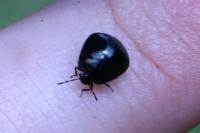 Coptosoma scutellatum