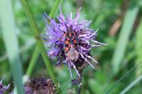 Spilostethus saxatilis