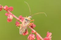 Calocoris roseomaculatus