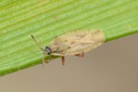 Tingis auriculata