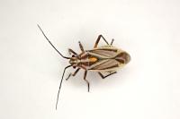 Horistus orientalis