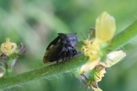 Centrotus cornutus