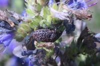 Psacasta exanthematica