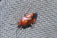 Deraeocoris ruber