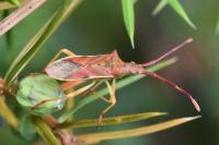 Gonocerus juniperi