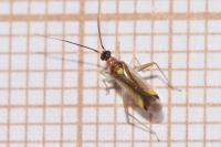 Campyloneura virgula