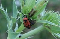 Brachycoleus triangularis
