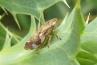 Aphrophora alni